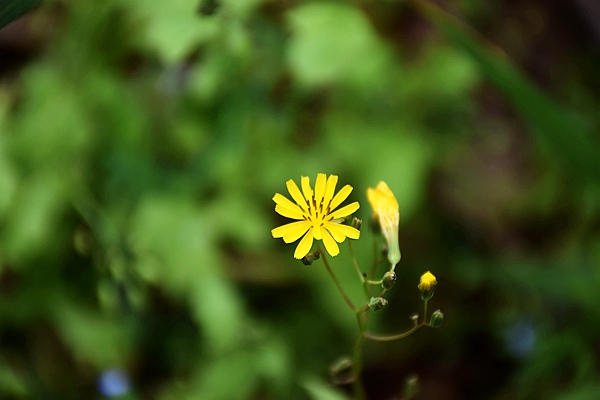 《农作物秸秆还田生态效应监测技术规范》公开征求意见中！