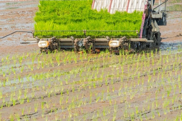 抚州市市农业农村局在崇仁县举办2024年度全市早稻机械化育插秧技术培训会