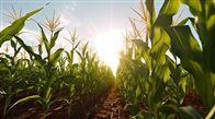 2024年玉米大面积单产提升行动技术手册